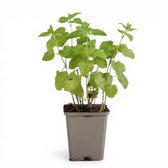 Melissa officinalis close-up detail.