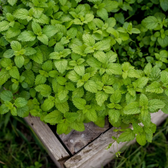Melissa officinalis close-up detail.