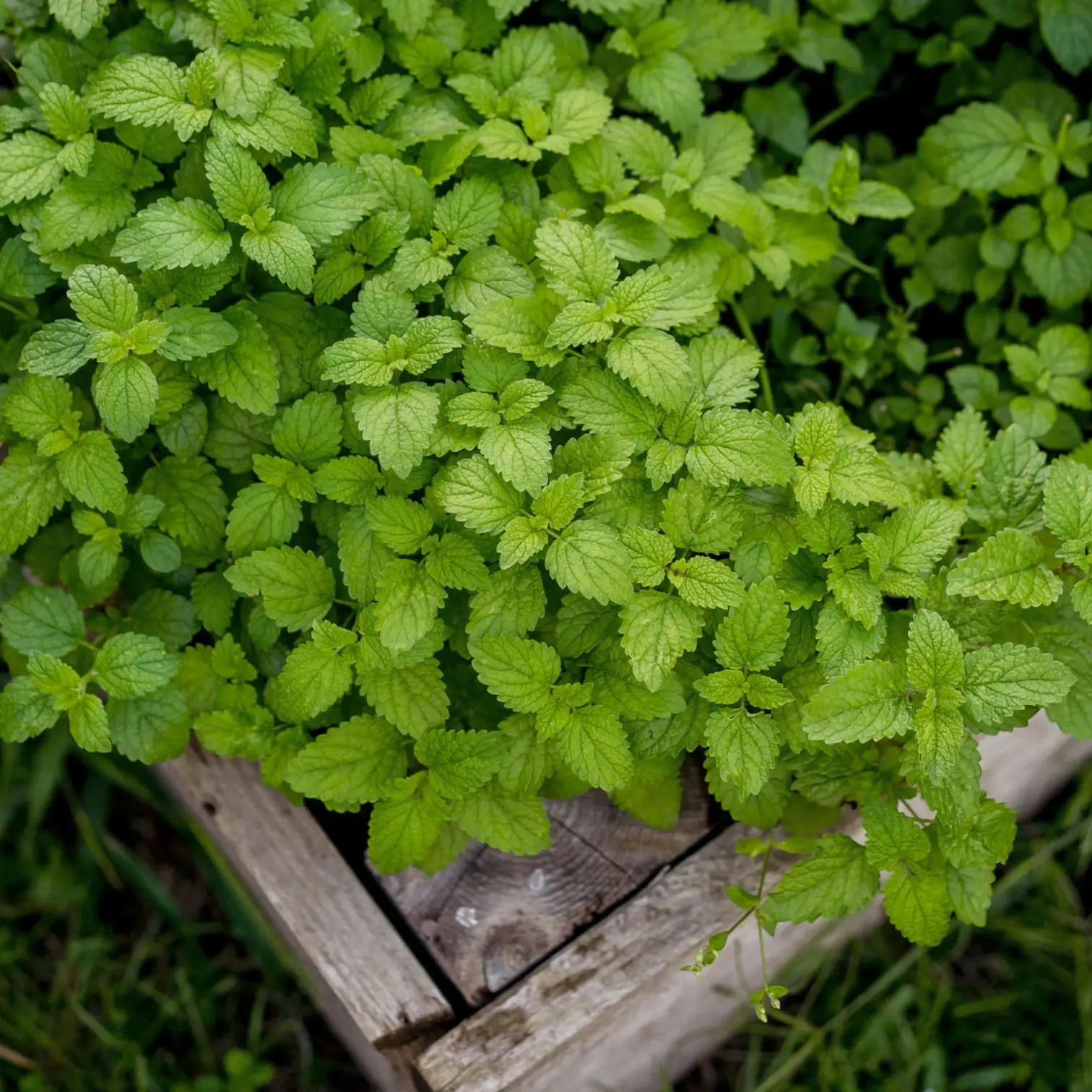 Melissa officinalis close-up detail.