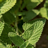 Melissa officinalis close-up detail.