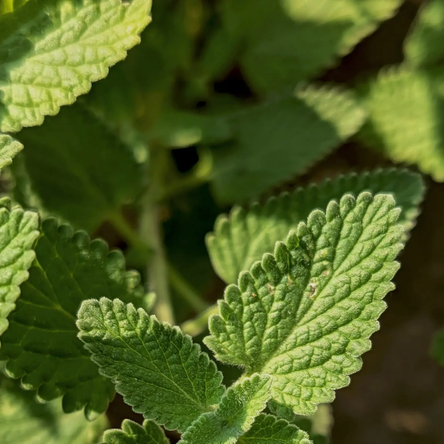 Melissa officinalis close-up detail.