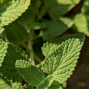 Melissa officinalis close-up detail.