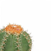 Nahaufnahme von Melocactus matanzanus vor weißem Hintergrund.