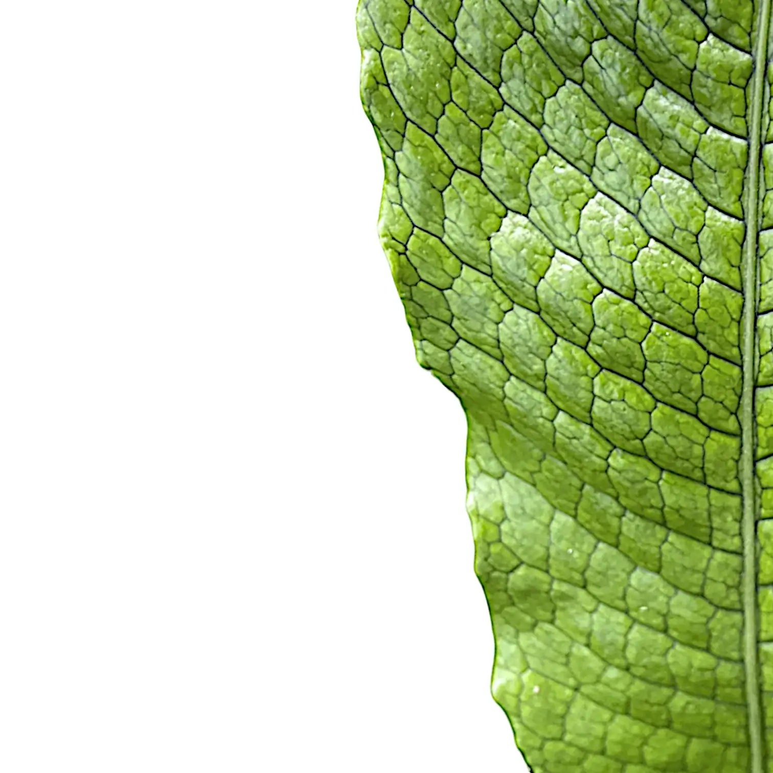 Nahaufnahme eines Wedels von Microsorum musifolium 'Crocodyllus' vor weißem Hintergrund.