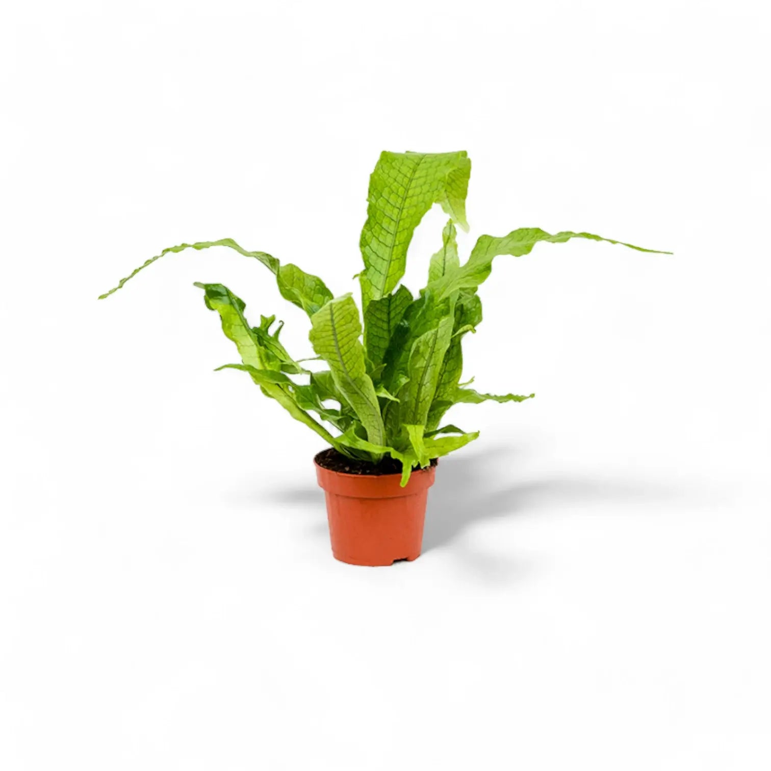 Microsorum musifolium 'Crocodyllus' potted plant in nursery pot on white background.