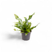 Microsorum musifolium 'Crocodyllus' potted plant in nursery pot on white background.