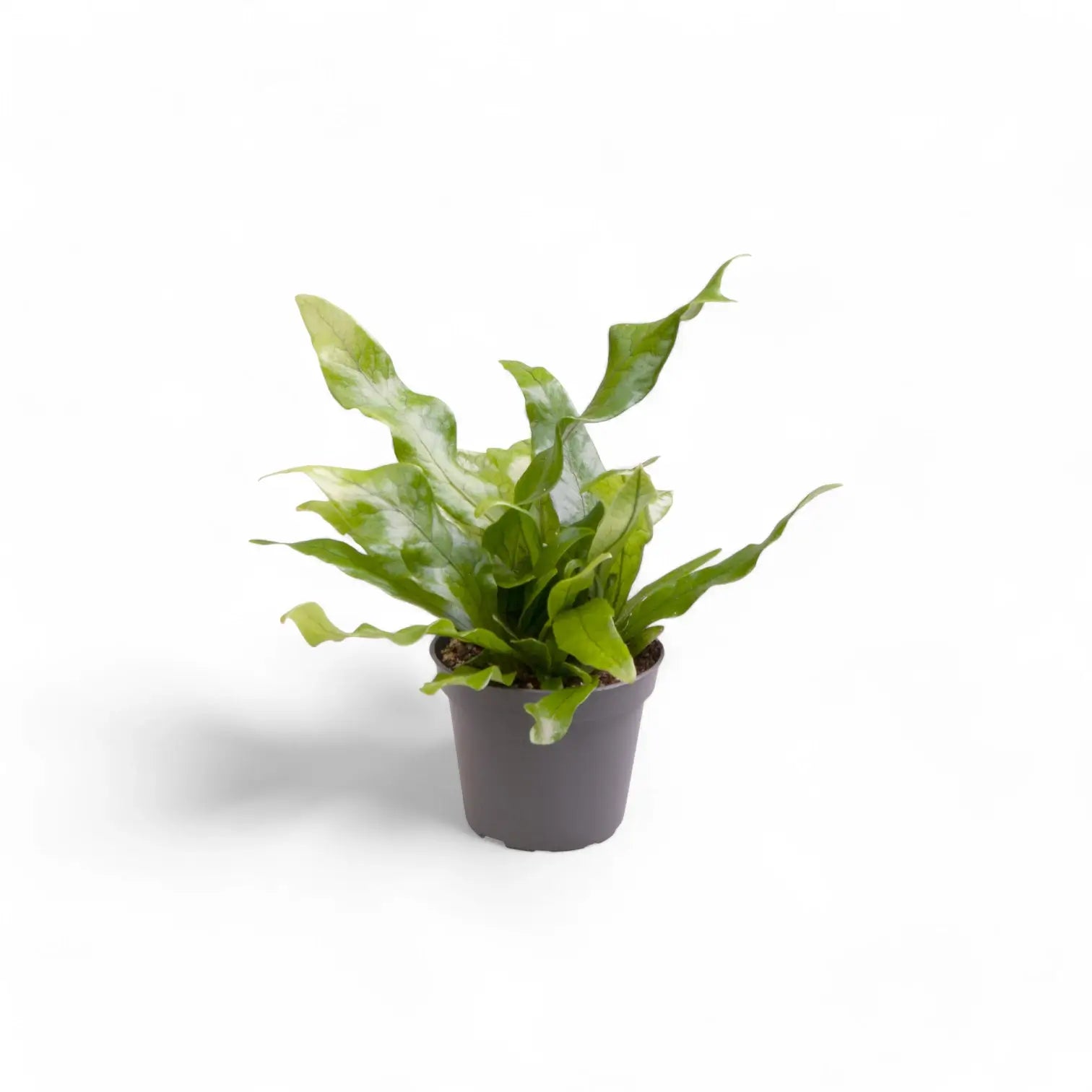 Microsorum musifolium 'Crocodyllus' potted plant in nursery pot on white background.