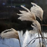 Miscanthus sinensis – Nahaufnahme.
