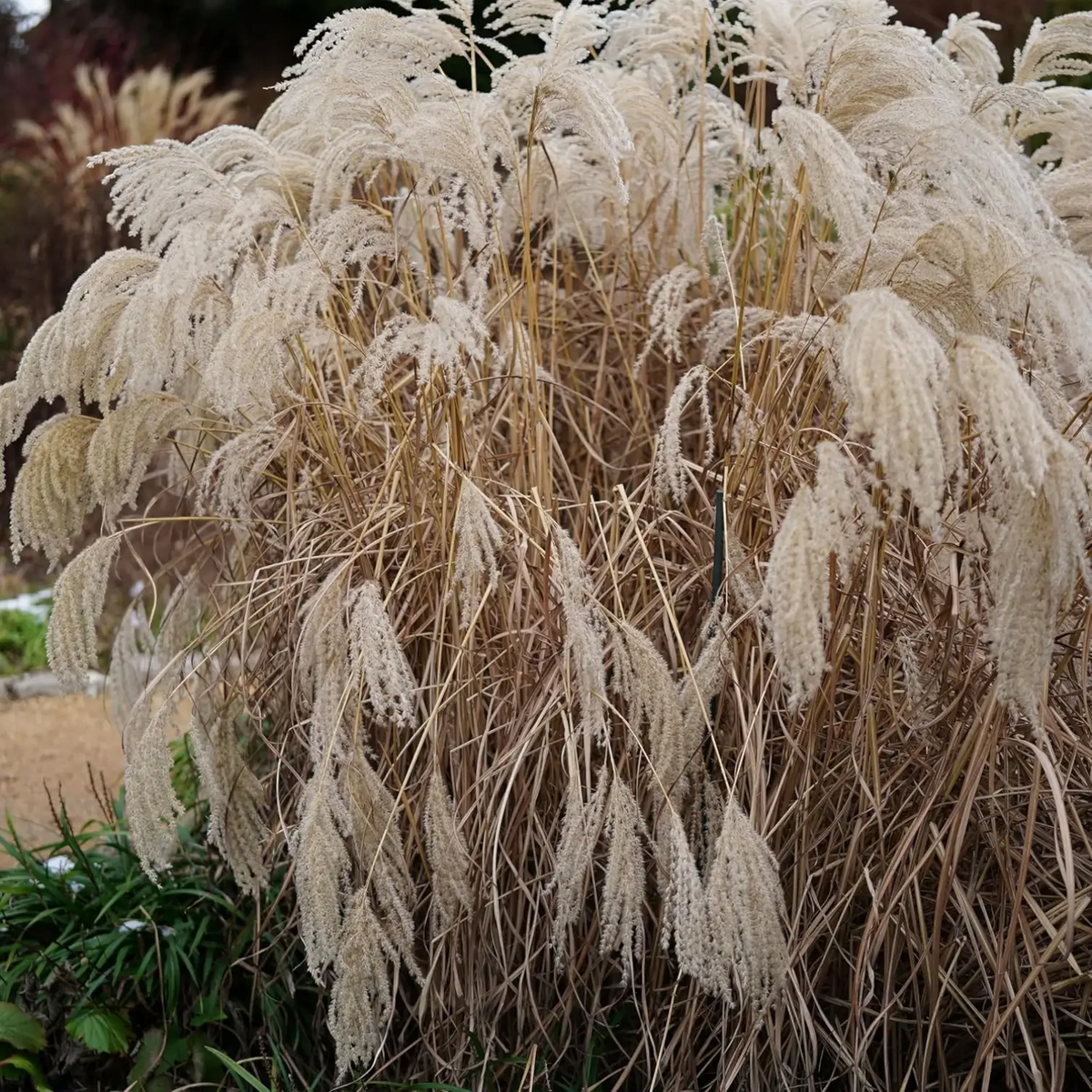 Miscanthus sinensis (Maiden grass) | Outdoor Plant