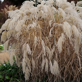 Miscanthus sinensis – Nahaufnahme.