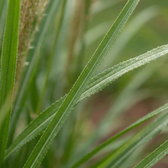 Miscanthus sinensis – Detailaufnahme.