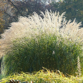 Miscanthus sinensis – Nahaufnahme.