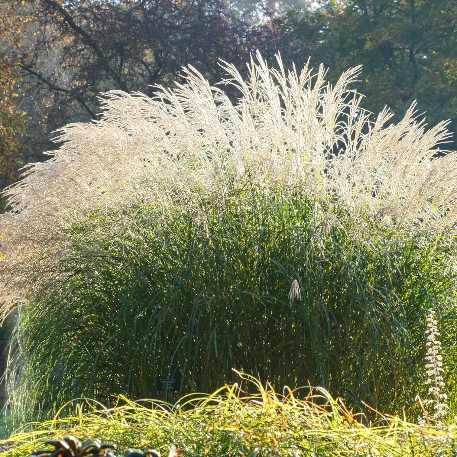 Miscanthus sinensis – Nahaufnahme.