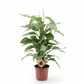 Monstera acacoyaguensis potted plant in nursery pot on white background.