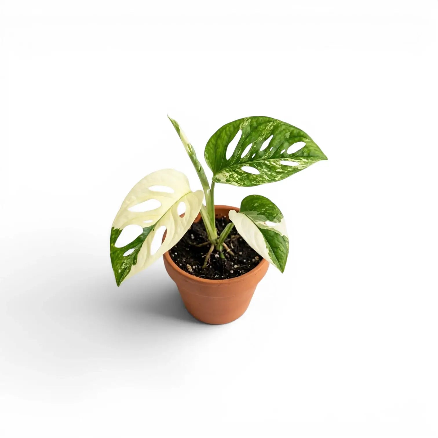Monstera adansonii variegata Babypflanze im Topf auf weißem Hintergrund