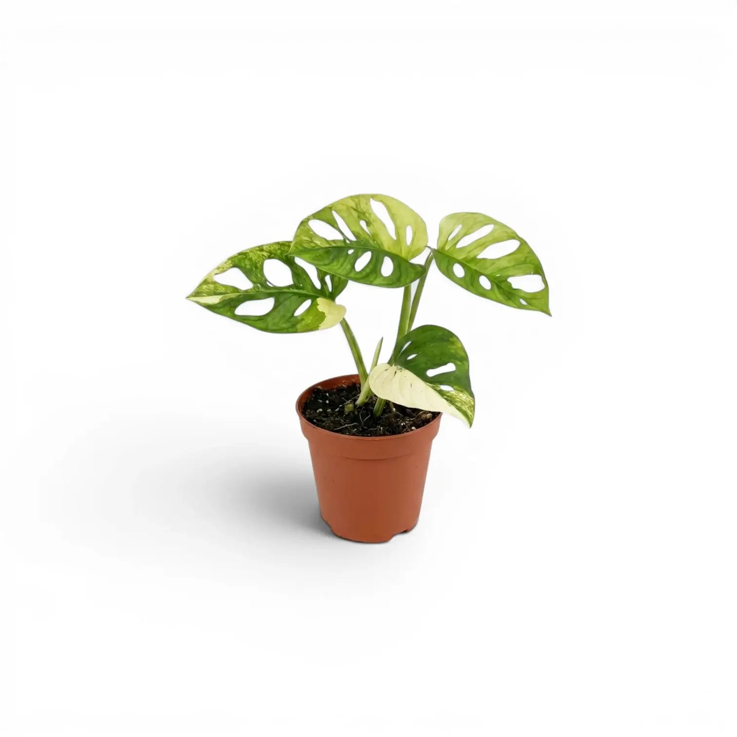 Kleine Monstera adansonii variegata im Topf auf weißem Hintergrund