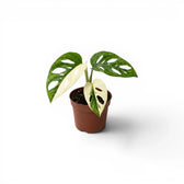 Monstera adansonii variegata Babypflanze im Topf auf weißem Hintergrund