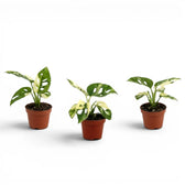 Monstera adansonii variegata Baby mit heller Panaschierung auf weißem Hintergrund