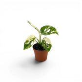 Monstera adansonii variegata Babypflanze im Topf auf weißem Hintergrund