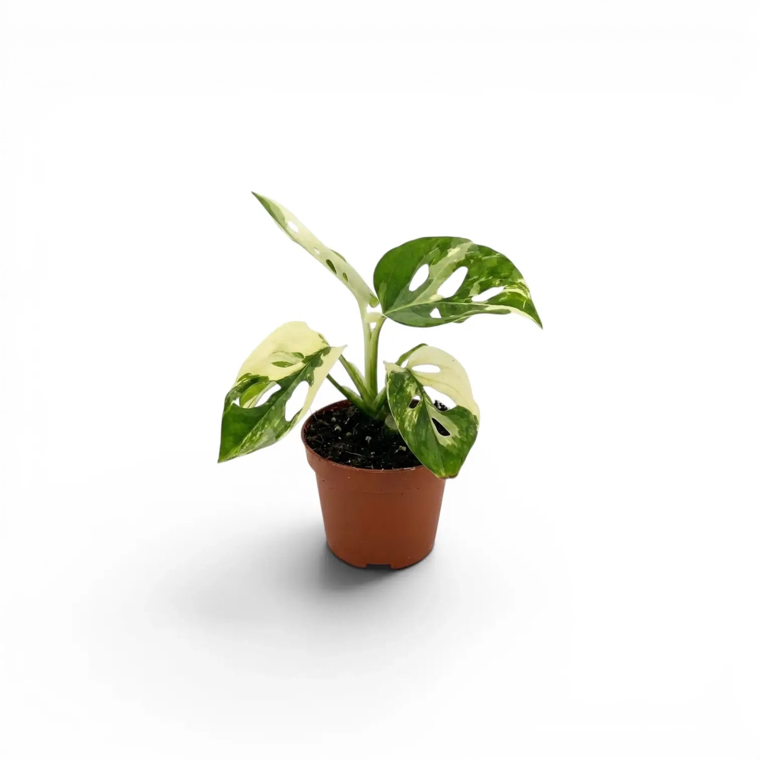 Monstera adansonii variegata Babypflanze im Topf auf weißem Hintergrund