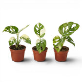 Junge Monstera adansonii variegata im Topf auf weißem Hintergrund