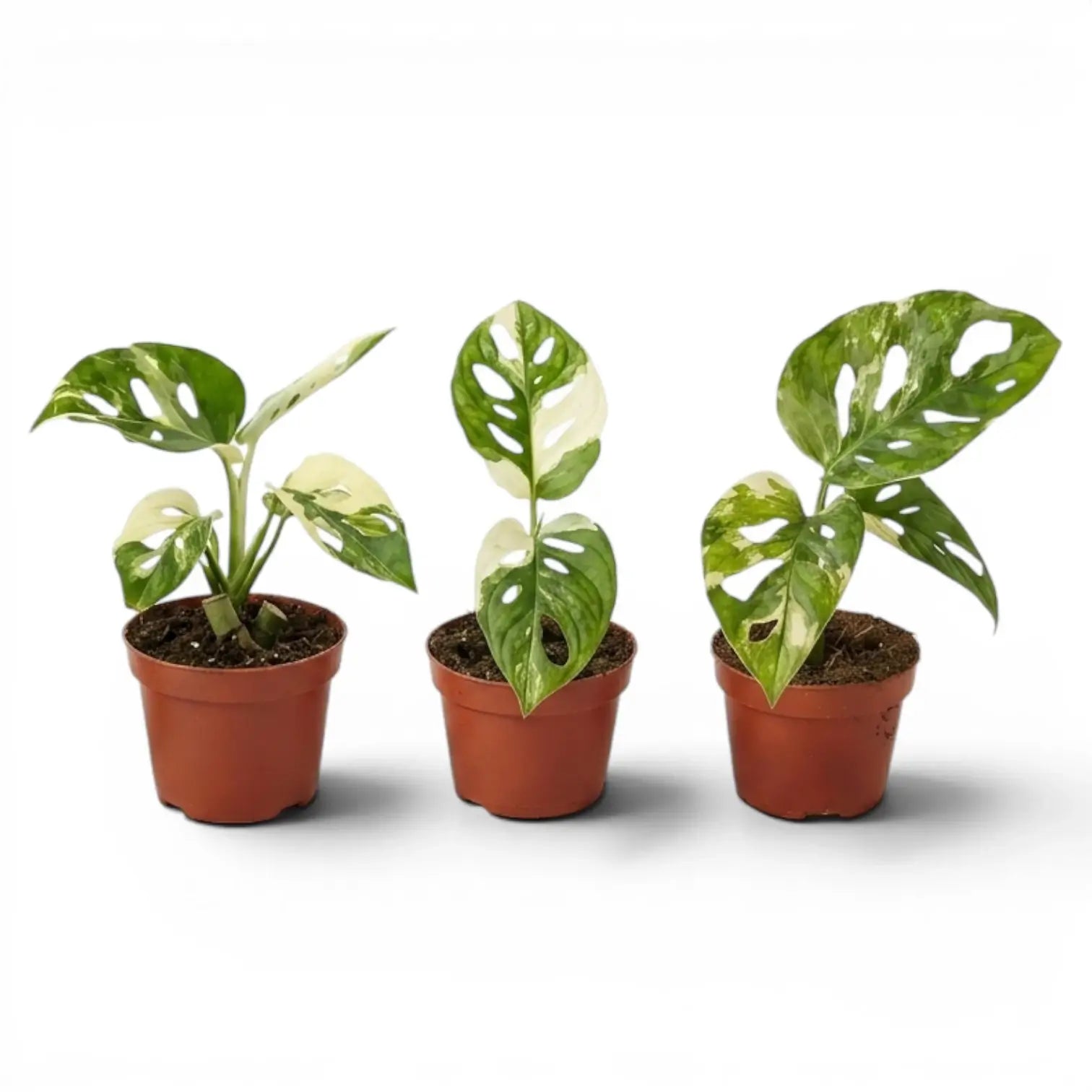 Junge Monstera adansonii variegata im Topf auf weißem Hintergrund