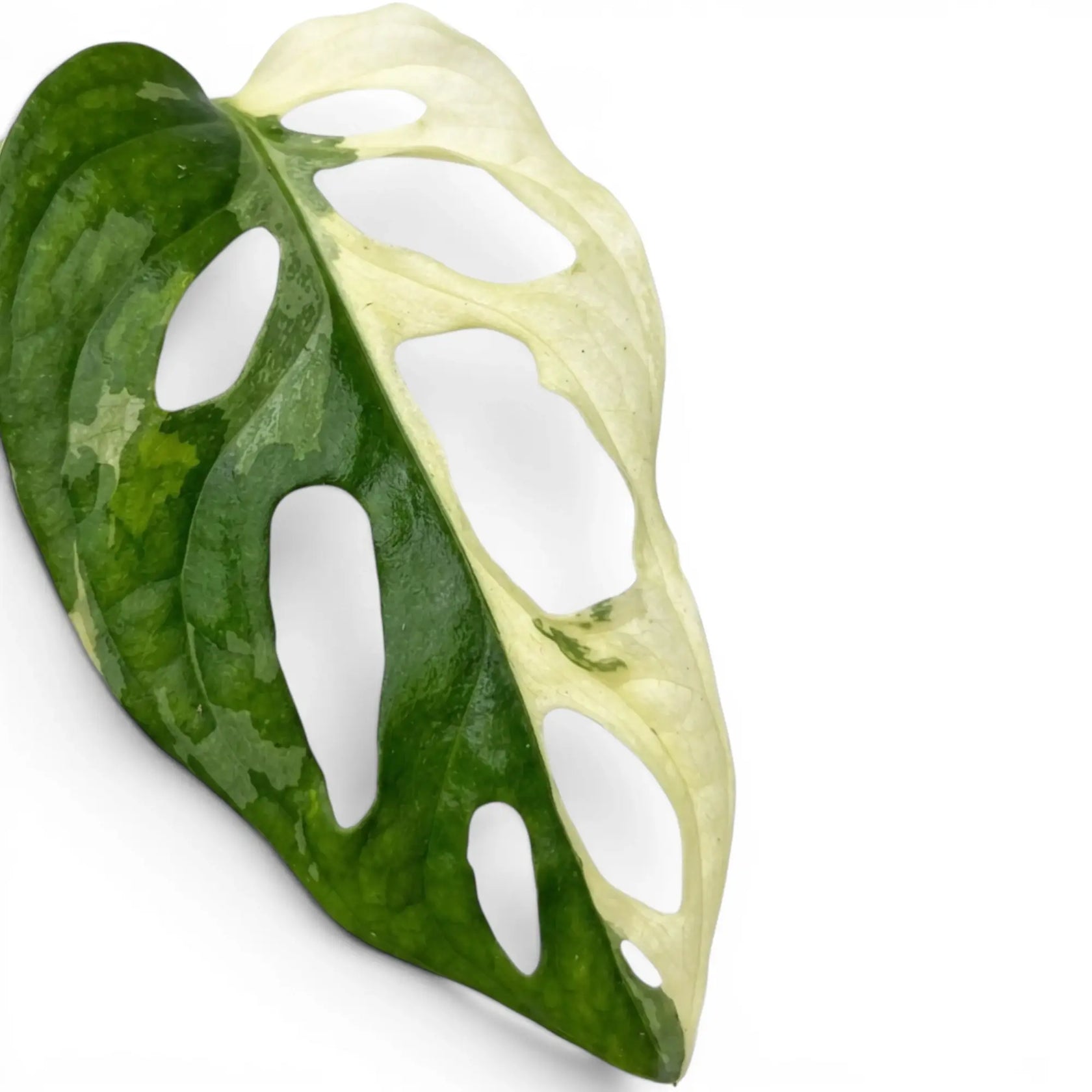 Monstera adansonii albo variegata, Nahaufnahme der Blätter auf weißem Hintergrund