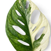 Monstera adansonii albo variegata, Nahaufnahme der Blätter auf weißem Hintergrund