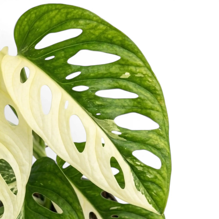 Monstera adansonii albo mit Panaschierung, Blätter in Nahaufnahme auf weißem Hintergrund