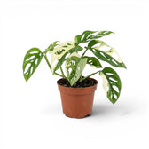 Monstera adansonii variegata auf weißem Hintergrund