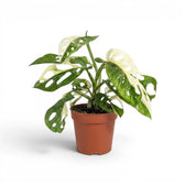 Monstera adansonii variegata im Topf auf weißem Hintergrund