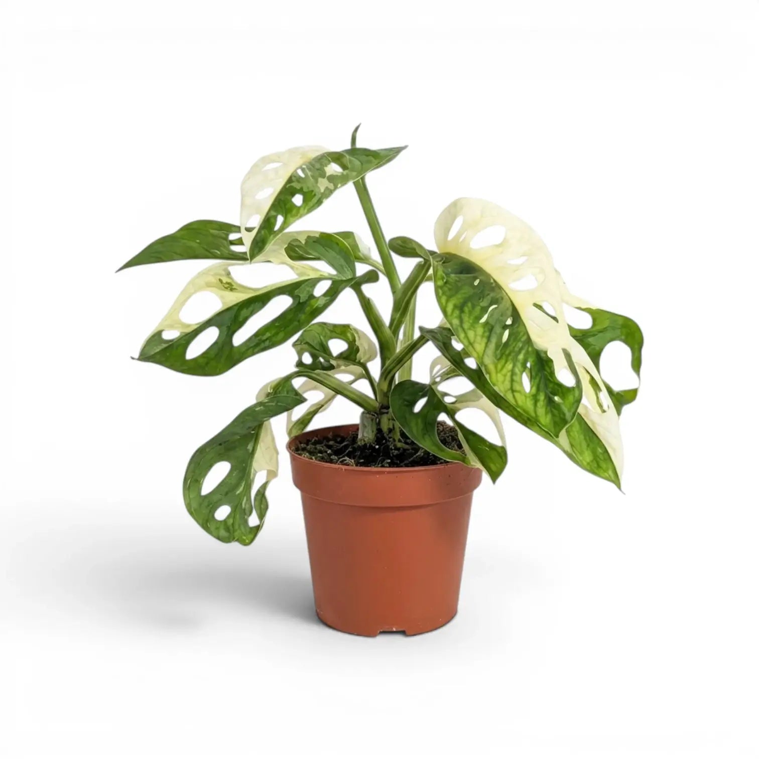 Monstera adansonii variegata im Topf auf weißem Hintergrund