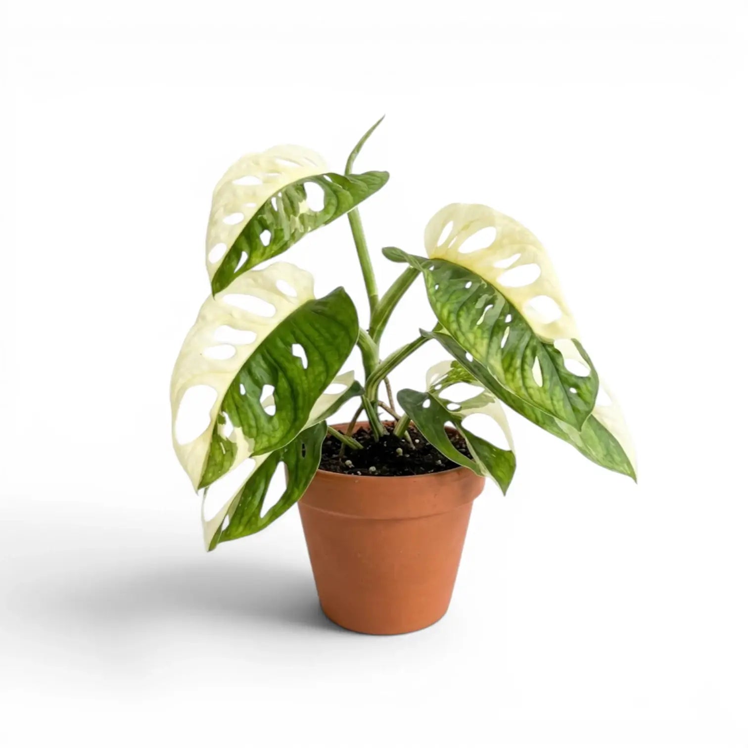 Monstera adansonii variegata im Topf auf weißem Hintergrund