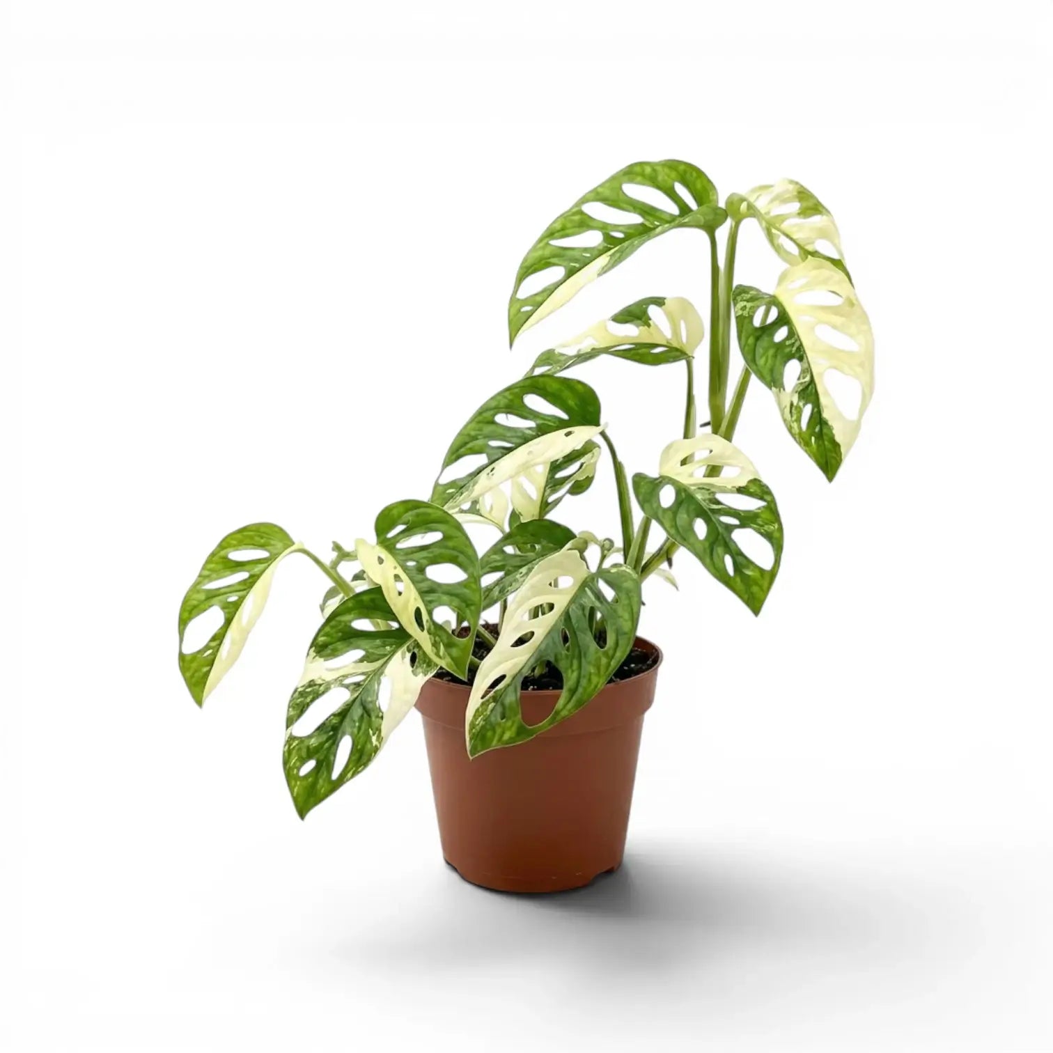 Monstera adansonii variegata im Topf auf weißem Hintergrund