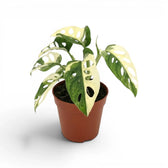 Monstera adansonii variegata im Topf auf weißem Hintergrund