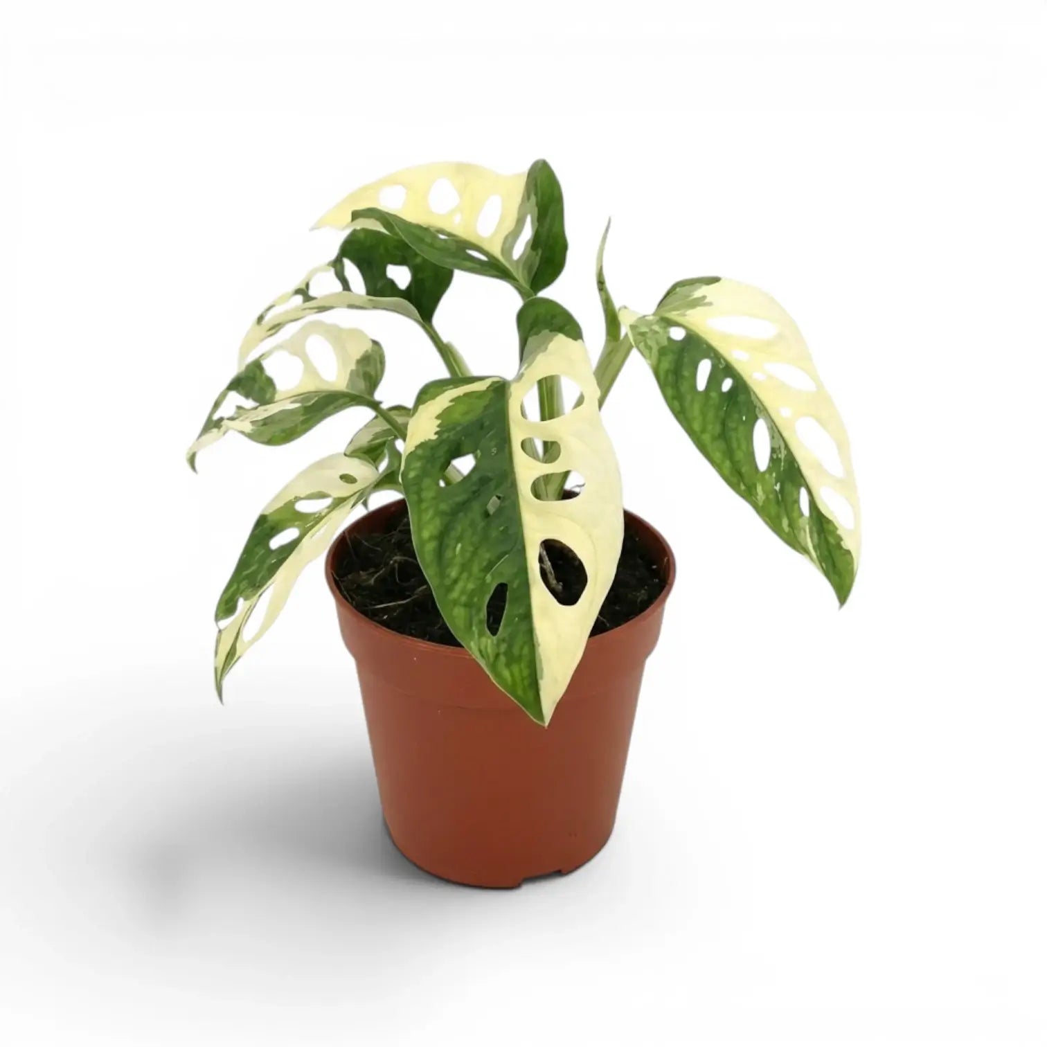 Monstera adansonii variegata im Topf auf weißem Hintergrund