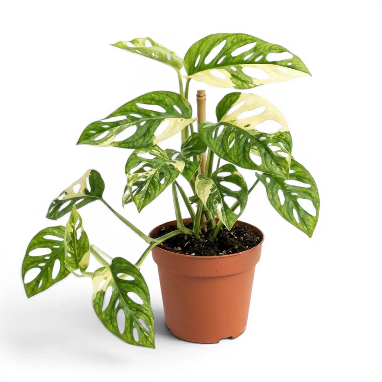 Monstera adansonii variegata im Topf auf weißem Hintergrund