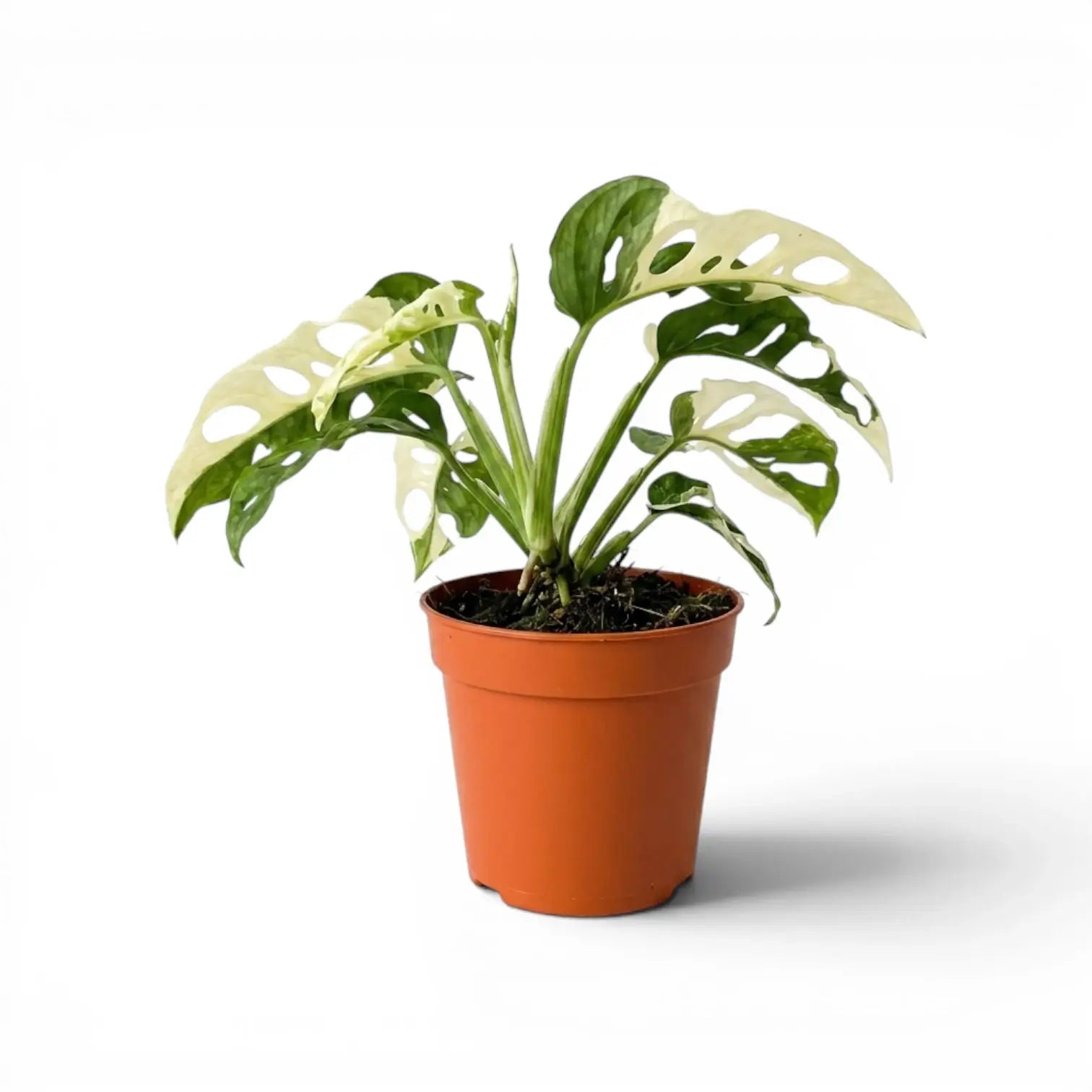 Monstera adansonii variegata im Topf auf weißem Hintergrund