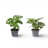 Monstera adansonii Monkey Leaf baby plant in a nursery pot on white background