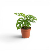 Monstera adansonii Monkey Leaf baby plant in a nursery pot on white background