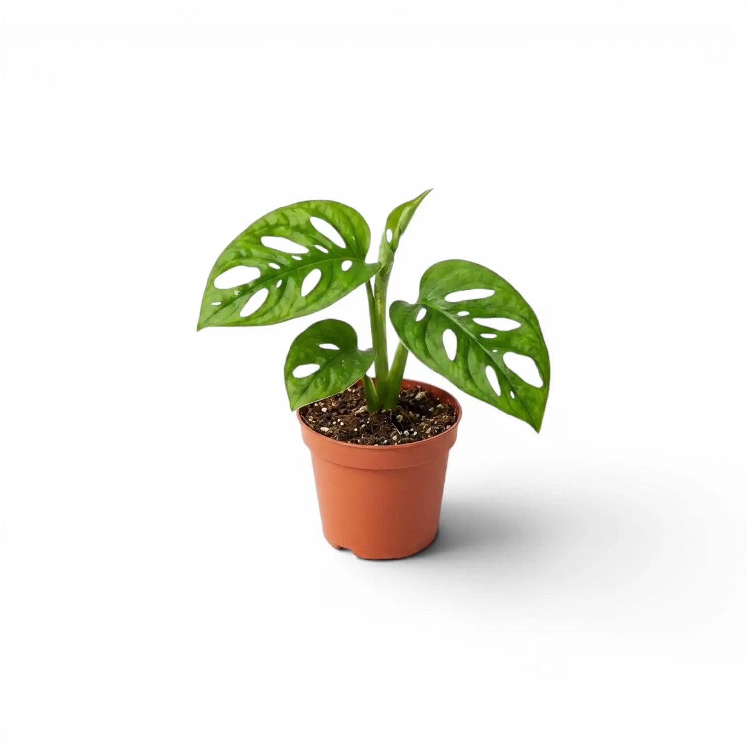Monstera adansonii Monkey Leaf baby plant in a nursery pot on white background