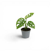 Monstera adansonii Monkey Leaf baby plant in a nursery pot on white background