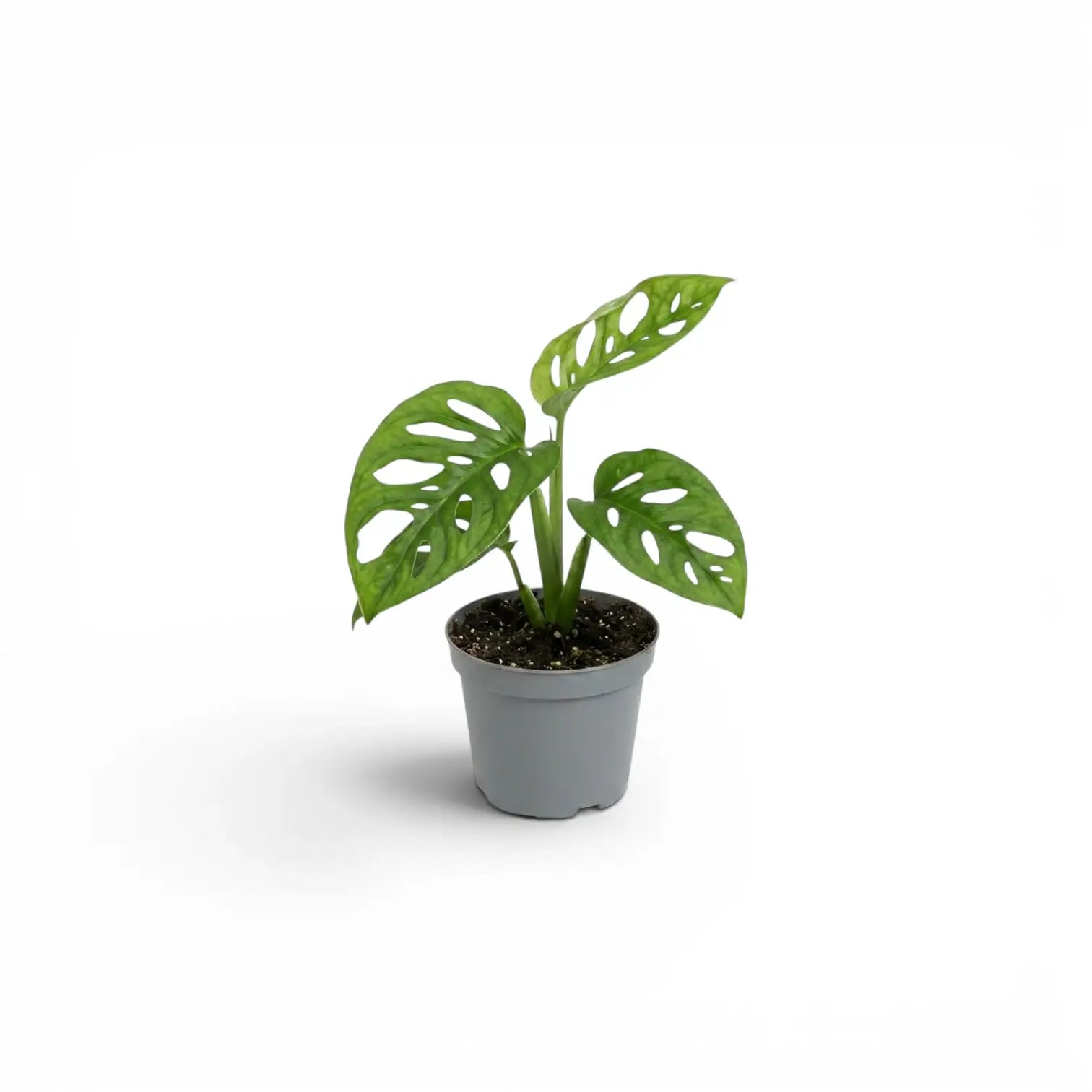 Monstera adansonii Monkey Leaf baby plant in a nursery pot on white background