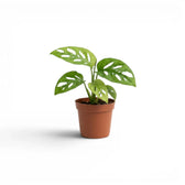 Monstera adansonii Monkey Leaf baby plant in a nursery pot on white background