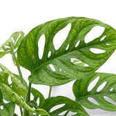 Close-up of Monstera adansonii Monkey Leaf foliage on white backround