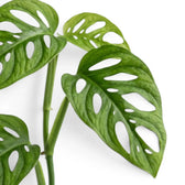 Close-up of Monstera adansonii Monkey Leaf foliage on white backround
