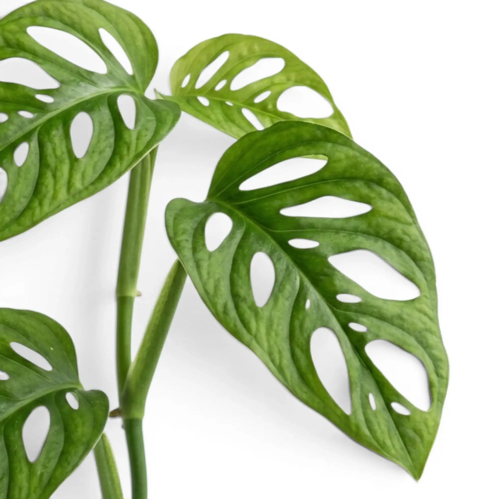 Close-up of Monstera adansonii Monkey Leaf foliage on white backround