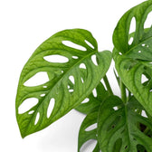 Close-up of Monstera adansonii Monkey Leaf foliage on white backround