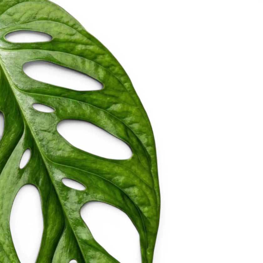 Close-up of Monstera adansonii Monkey Leaf foliage on white backround