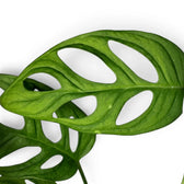 Close-up of Monstera adansonii Monkey Leaf foliage on white backround
